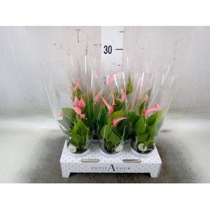 Anthurium andr. 'Lilli'