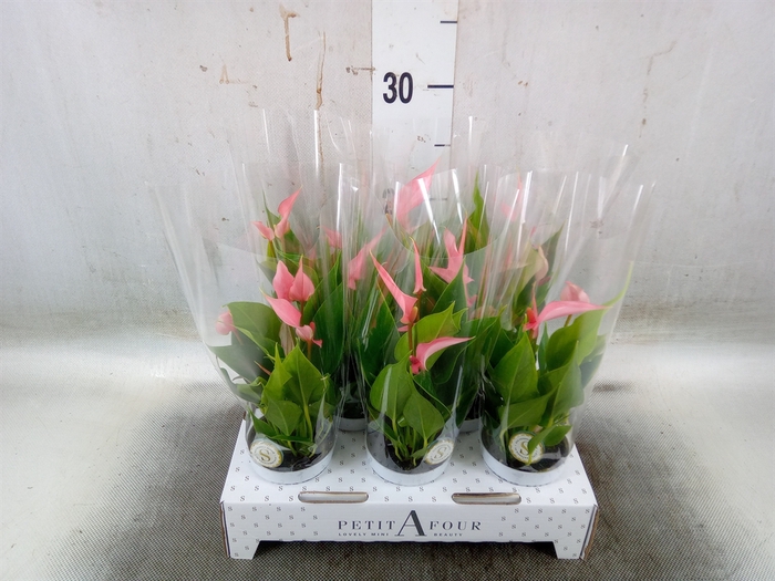 <h4>Anthurium andr. 'Lilli'</h4>