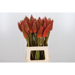 Kniphofia Alcazar