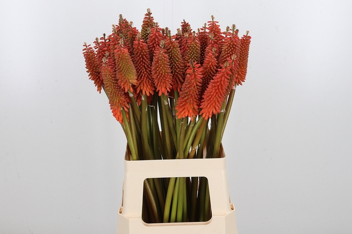 <h4>Kniphofia Alcazar</h4>