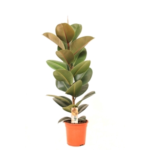 Ficus P21 Robusta 1PP