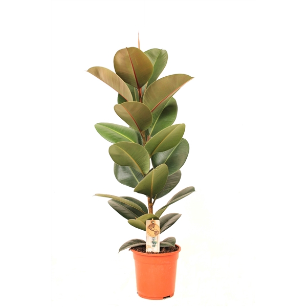 <h4>Ficus P21 Robusta 1PP</h4>