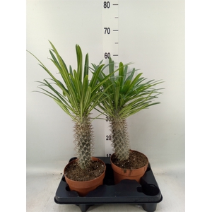 Pachypodium lamerei