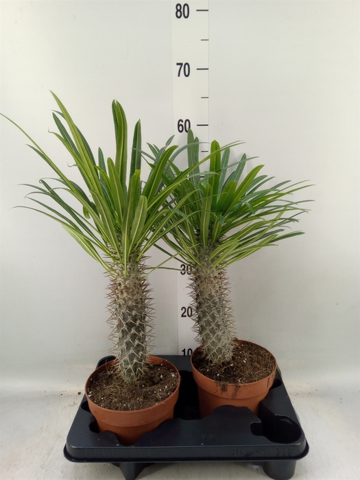 <h4>Pachypodium lamerei</h4>