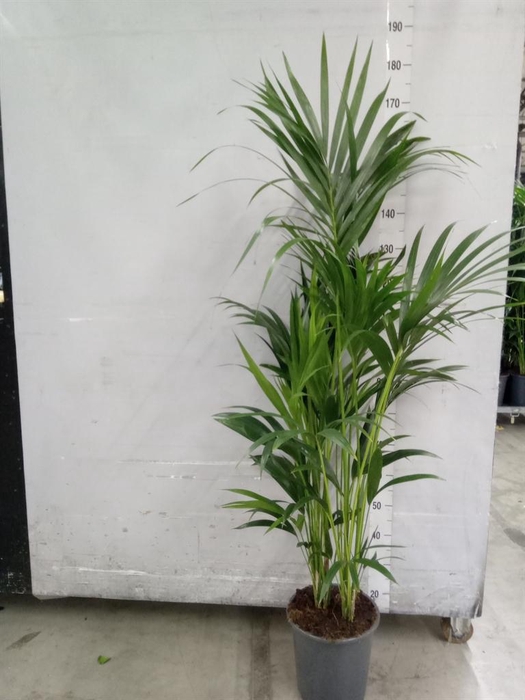 <h4>Howea forsteriana</h4>