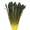 Feather Peacock L90/100 10pc/Bnd