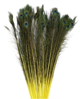 Feather Peacock L90/100 10pc/Bnd