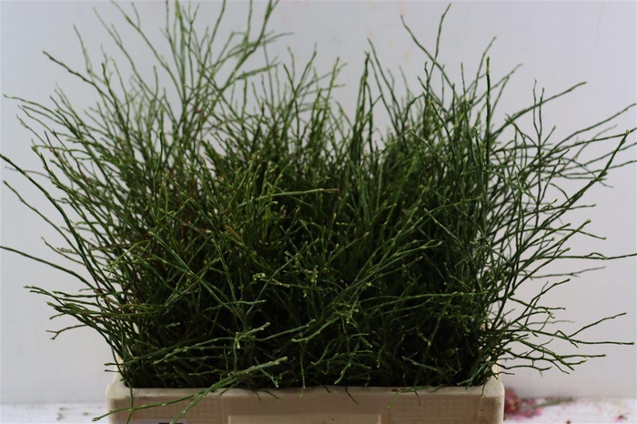 <h4>Vaccinium Myrtillus</h4>