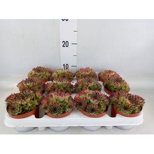 Sempervivum   ...