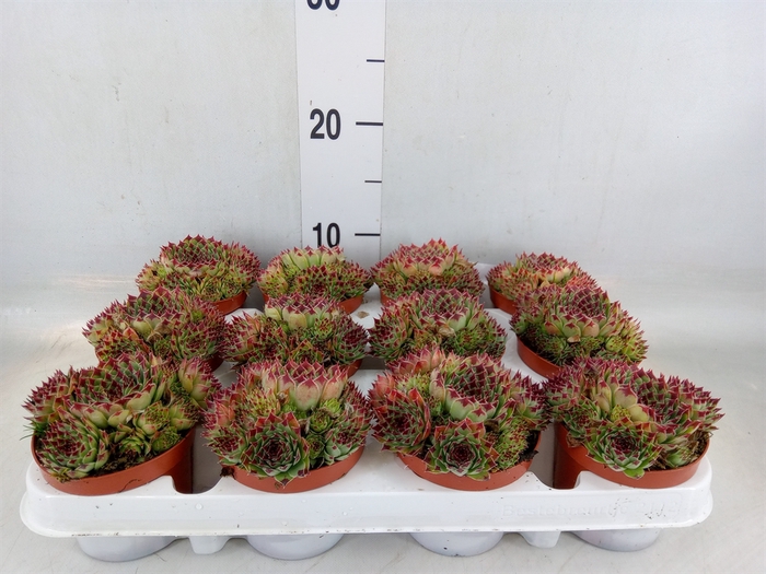 <h4>Sempervivum   ...</h4>