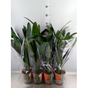 Clivia miniata