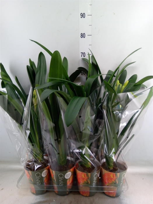 <h4>Clivia miniata</h4>
