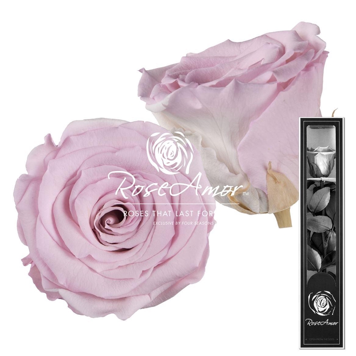 <h4>30cm Stem Bic07</h4>