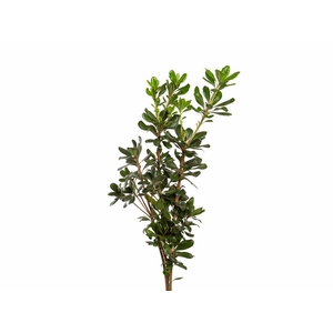 FOLHAGEM PITOSPORO VERDE 050 CM