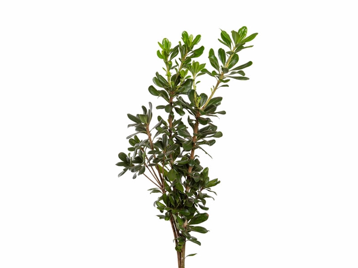 <h4>FOLHAGEM PITOSPORO VERDE 050 CM</h4>