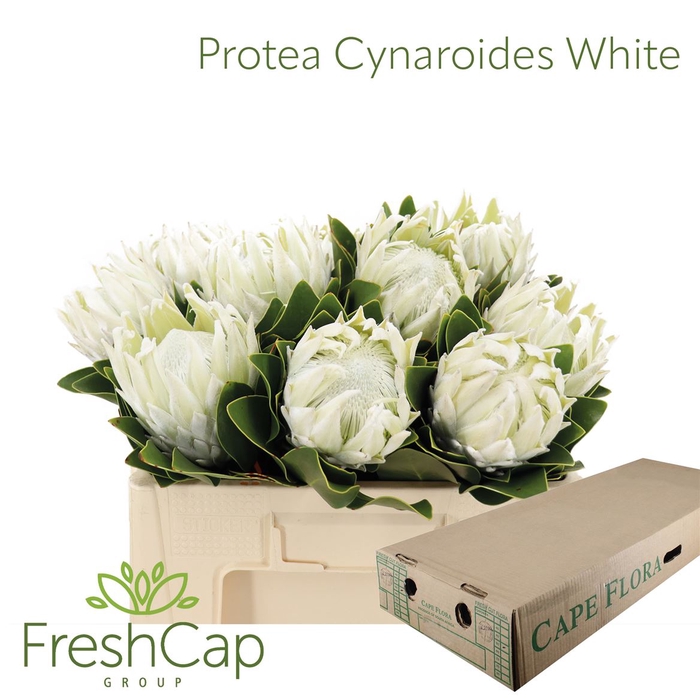 Protea Cynaroides White