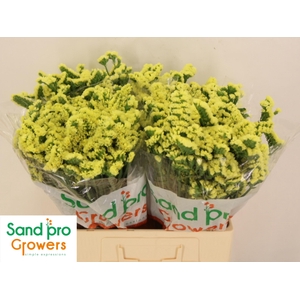 LIM S SIN MAX YELLOW