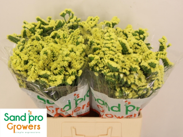 <h4>LIM S SIN MAX YELLOW</h4>