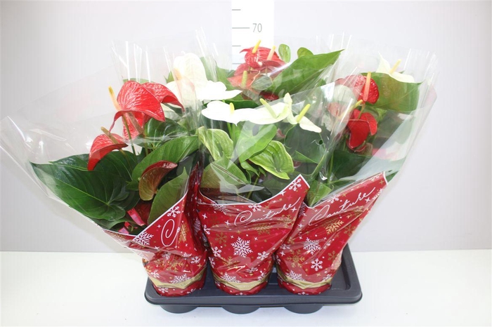 <h4>Anth An Rood Wit</h4>