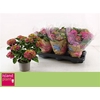 Hydr Ningbo Paars 5+