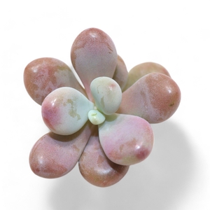 Pachyphytum Cv. Momobijn Cutflower Wincx-5cm