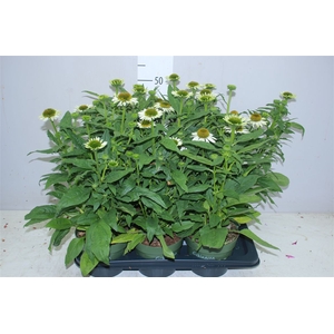 Echinacea Som Blanco White