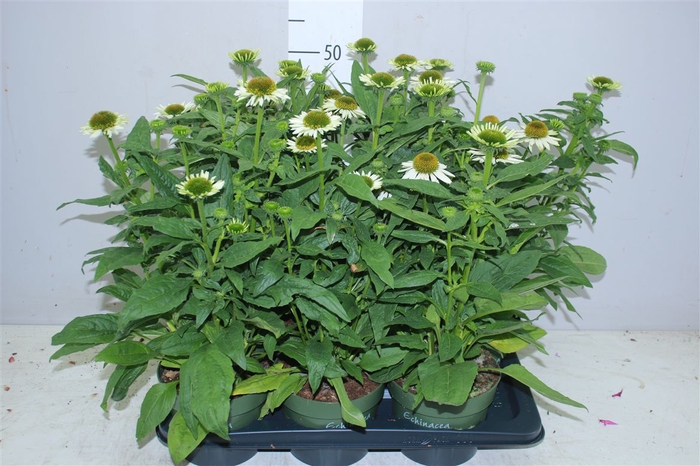 <h4>Echinacea Som Blanco White</h4>