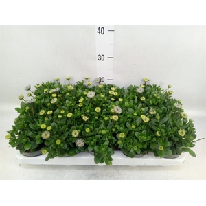 Osteospermum  '3D Pink'