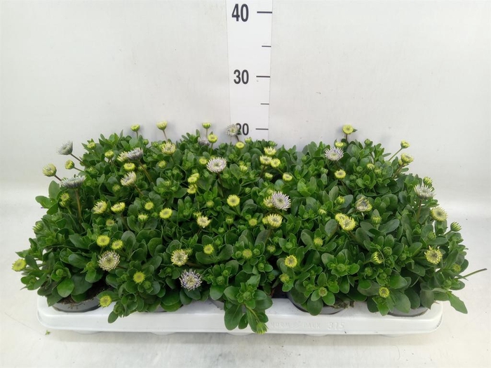 <h4>Osteospermum '3D Pink'</h4>