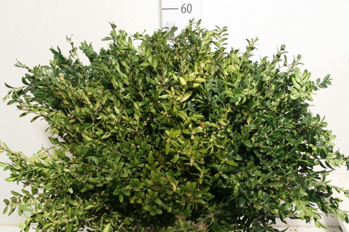 <h4>Buxus 55 Cm Per Tak</h4>