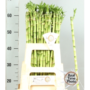 DRAC LUCKY BAMBOO