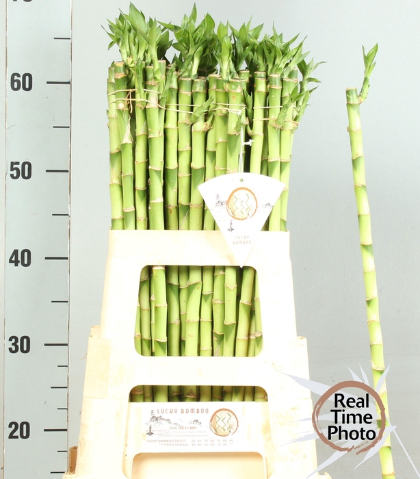 <h4>DRAC LUCKY BAMBOO</h4>