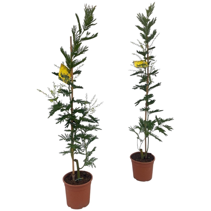 <h4>ACACIA PARADOXA</h4>