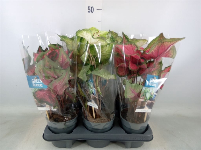 <h4>Caladium   ...mix</h4>
