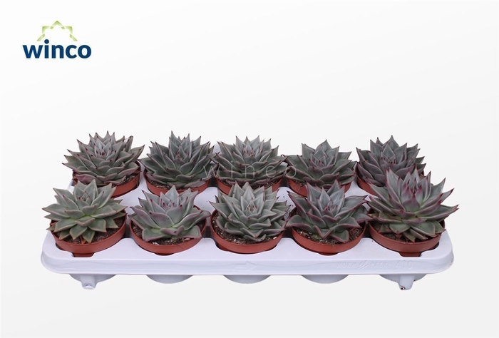 <h4>Echeveria Sirius</h4>