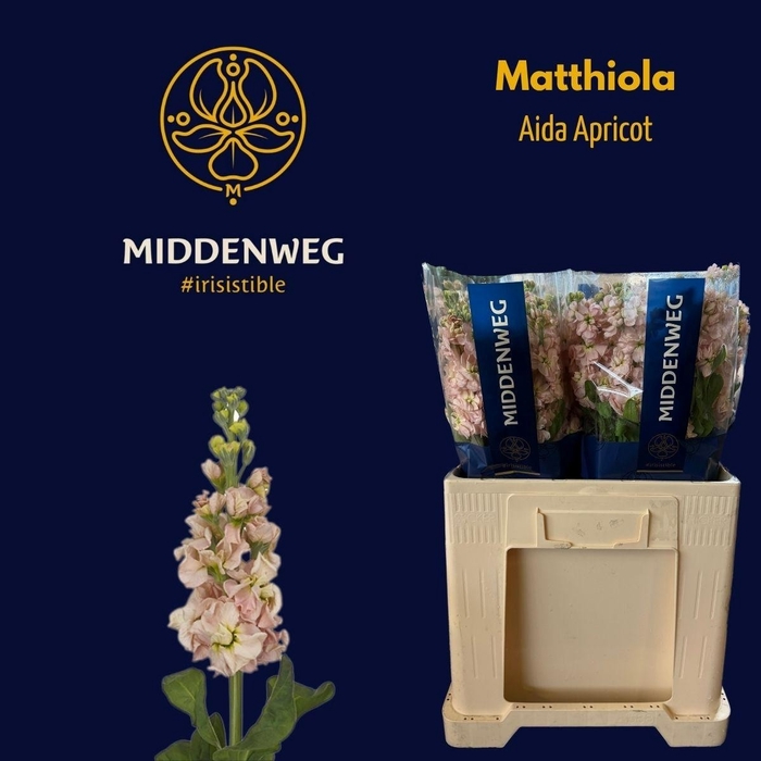 <h4>MATTH AIDA APRICOT</h4>