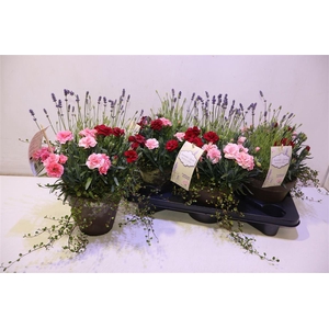 Arr Gem Lavendel, Dianthus, Muehlen