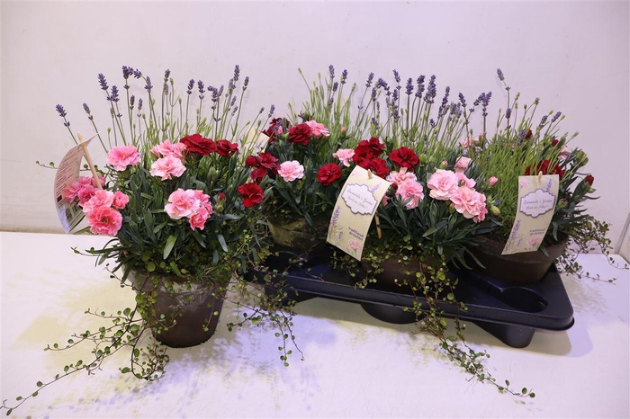 <h4>Arr Gem Lavendel, Dianthus, Muehlen</h4>