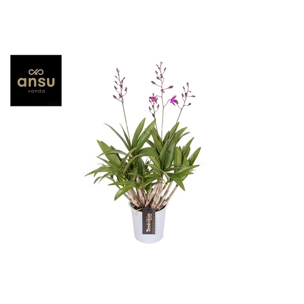 <h4>Dendrobium Berry Oda 4+</h4>