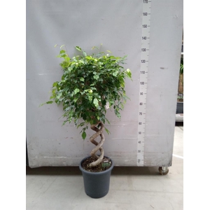 Ficus benja. 'Exotica'