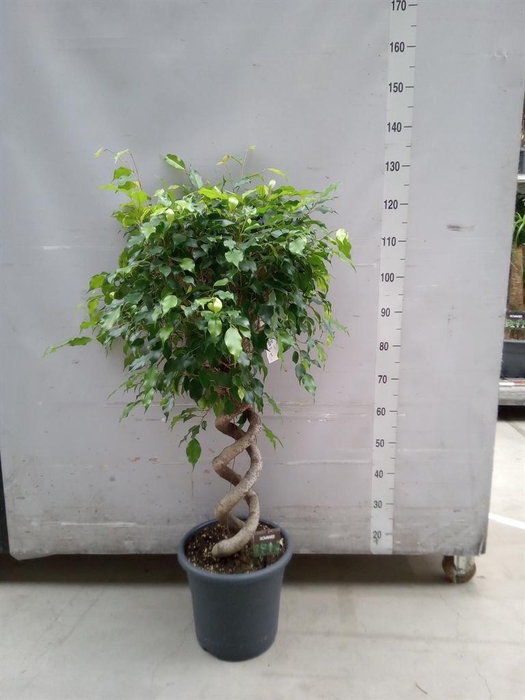 <h4>Ficus benja. 'Exotica'</h4>