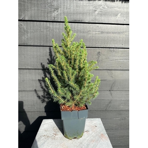 Picea glauca 'Conica'