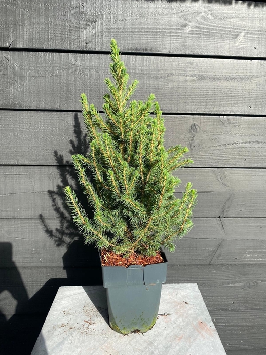 <h4>Picea glauca 'Conica'</h4>