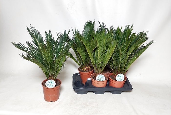 <h4>CYCAS REVOLUTA</h4>