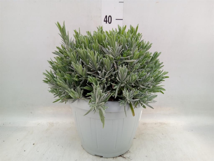 <h4>Lavandula angus.</h4>