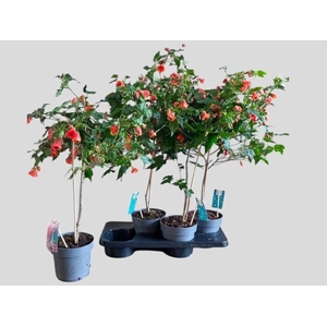 ABUT RED TRUMPET