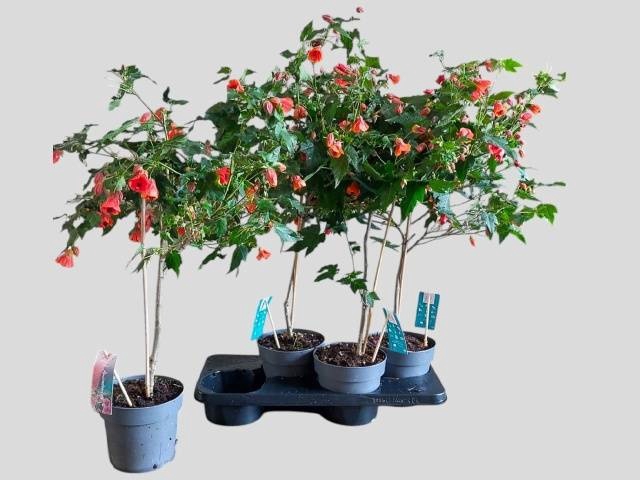 <h4>ABUT RED TRUMPET</h4>