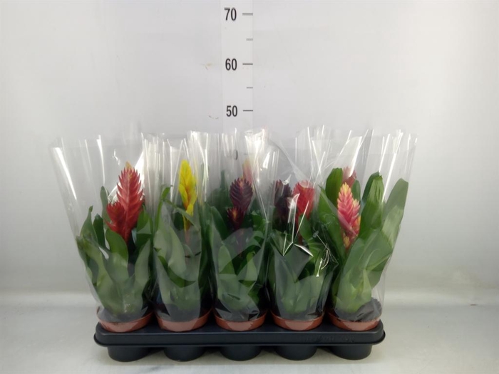 <h4>Vriesea   ...mix 6</h4>