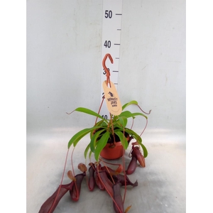Nepenthes    ...