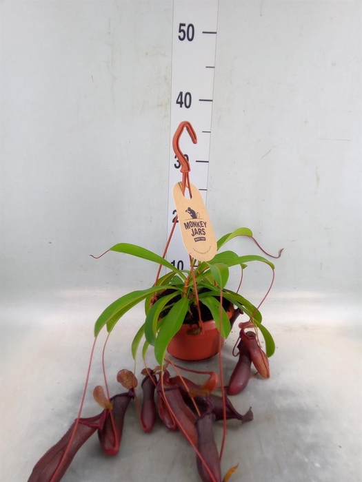 <h4>Nepenthes    ...</h4>